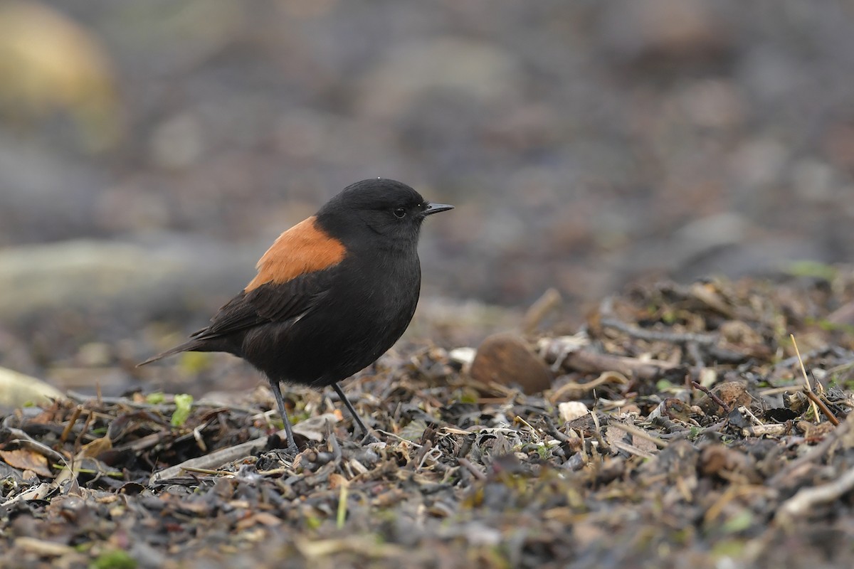 Негрито патагонський - ML647748612