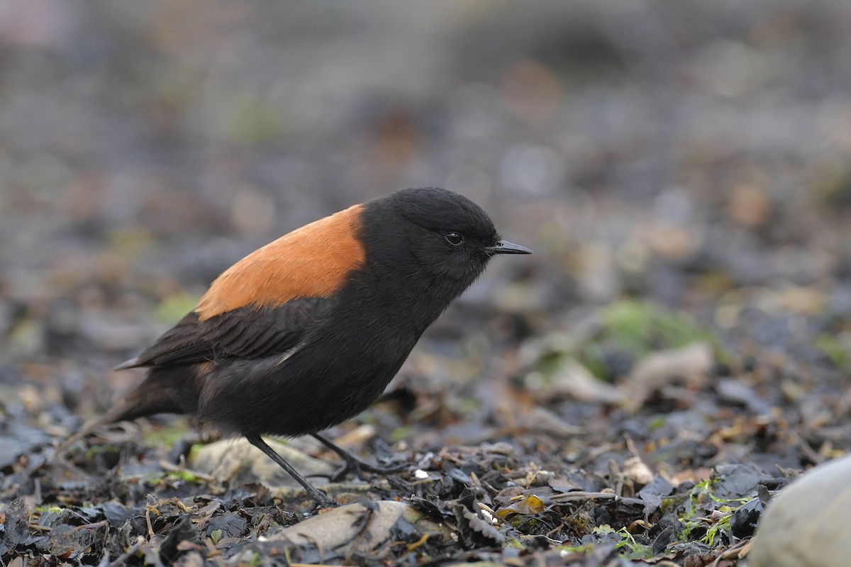 Негрито патагонський - ML647748613