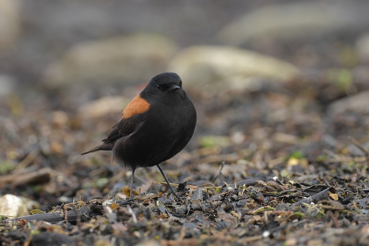 Негрито патагонський - ML647748614