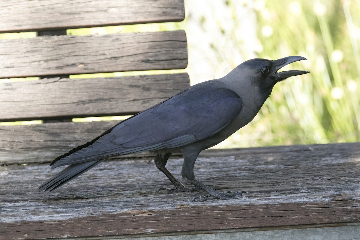 Ворона індійська - ML647748615