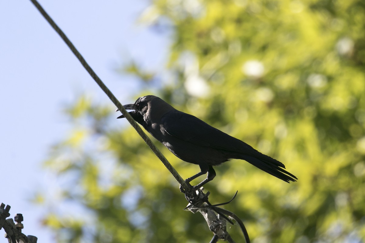 Ворона індійська - ML647748616