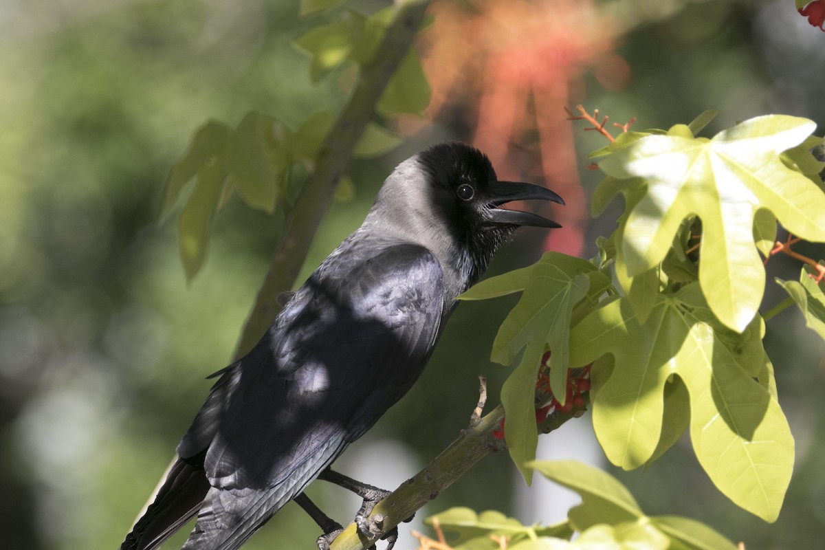 Ворона індійська - ML647748617