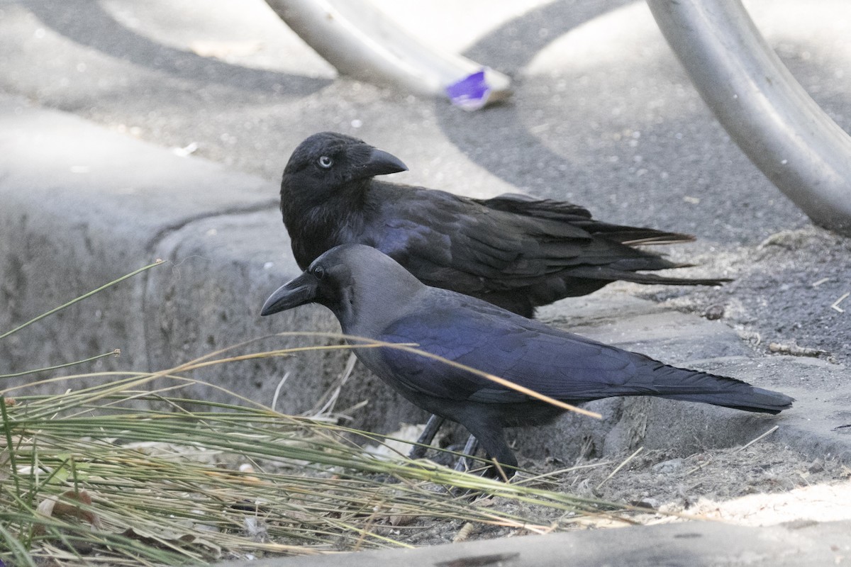 Ворона індійська - ML647748618