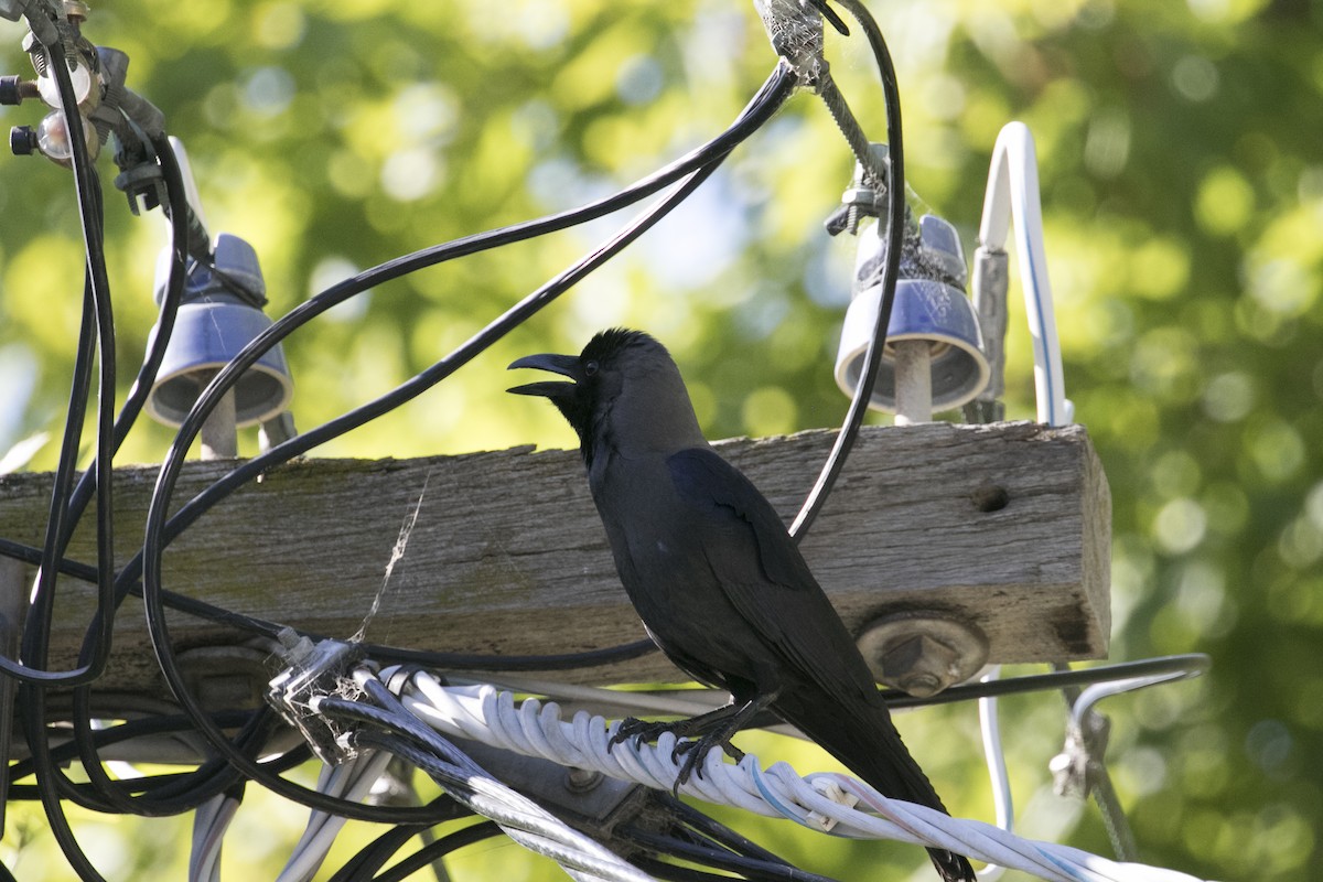 Ворона індійська - ML647748619