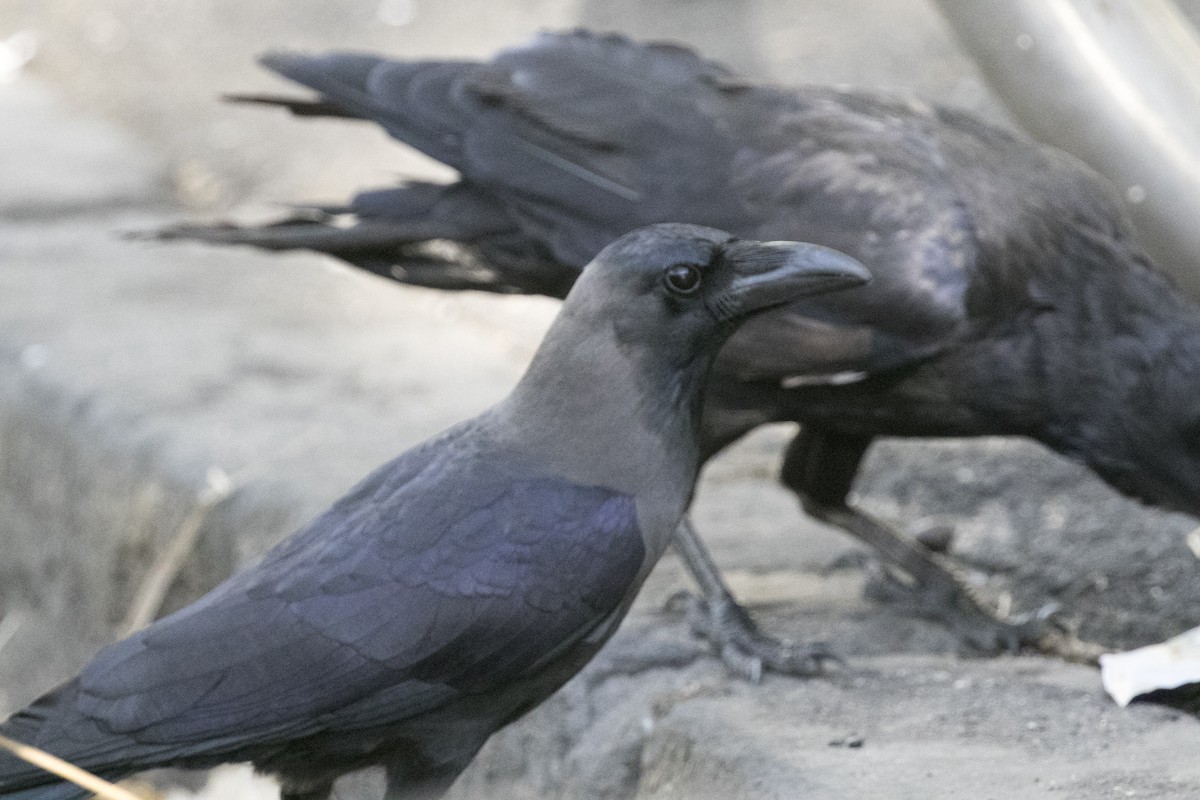 Ворона індійська - ML647748620