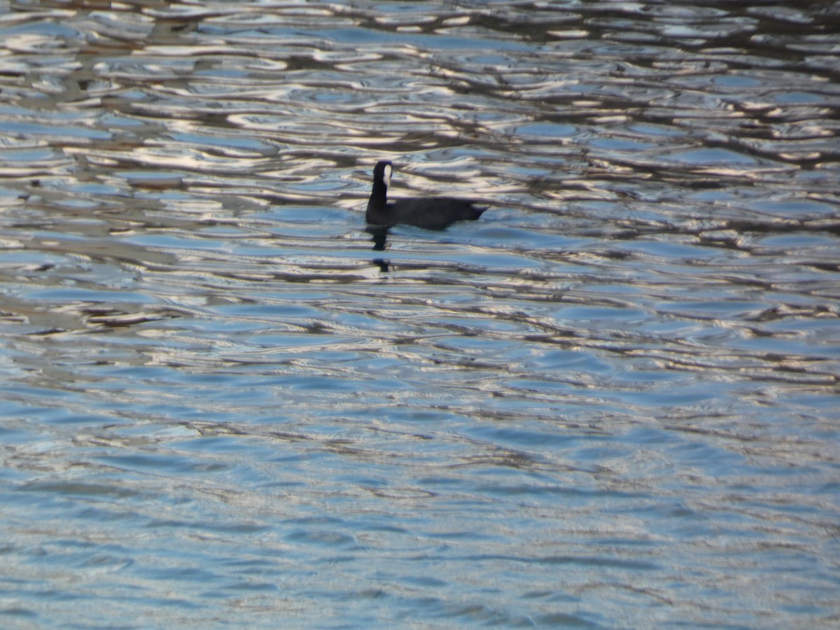 Лиска звичайна - ML647748622