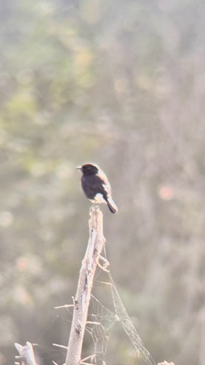 Трав'янка чорна - ML647748626