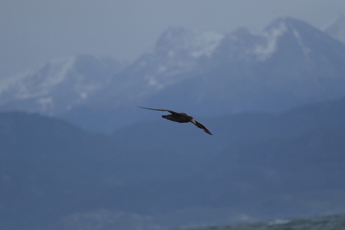 Буревісник гігантський - ML647748627