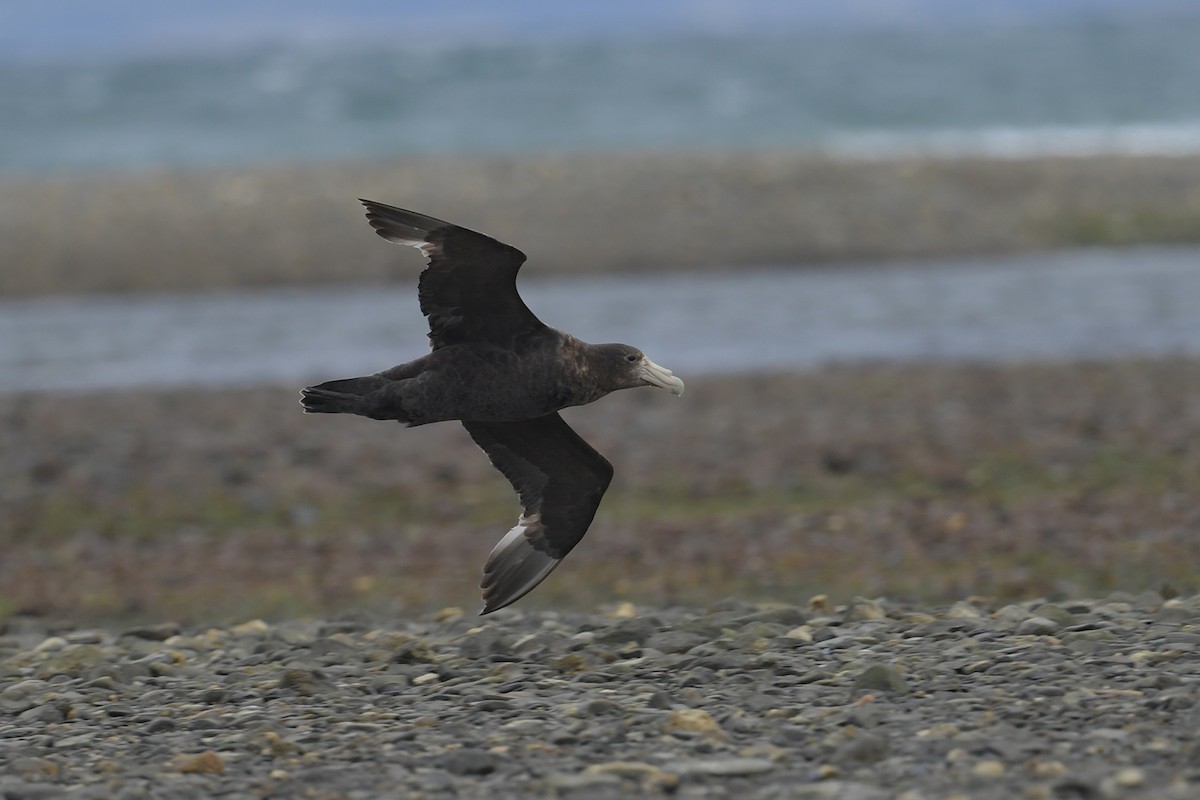 Буревісник гігантський - ML647748628