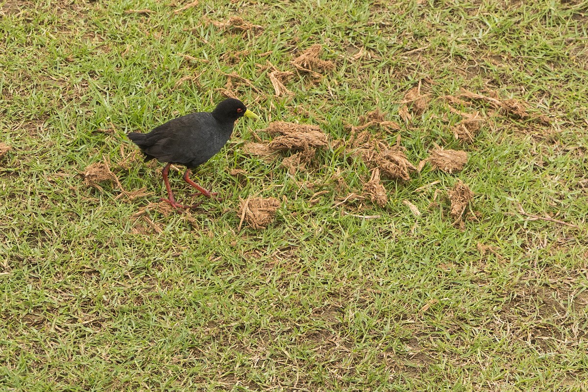 svartrikse - ML647748632