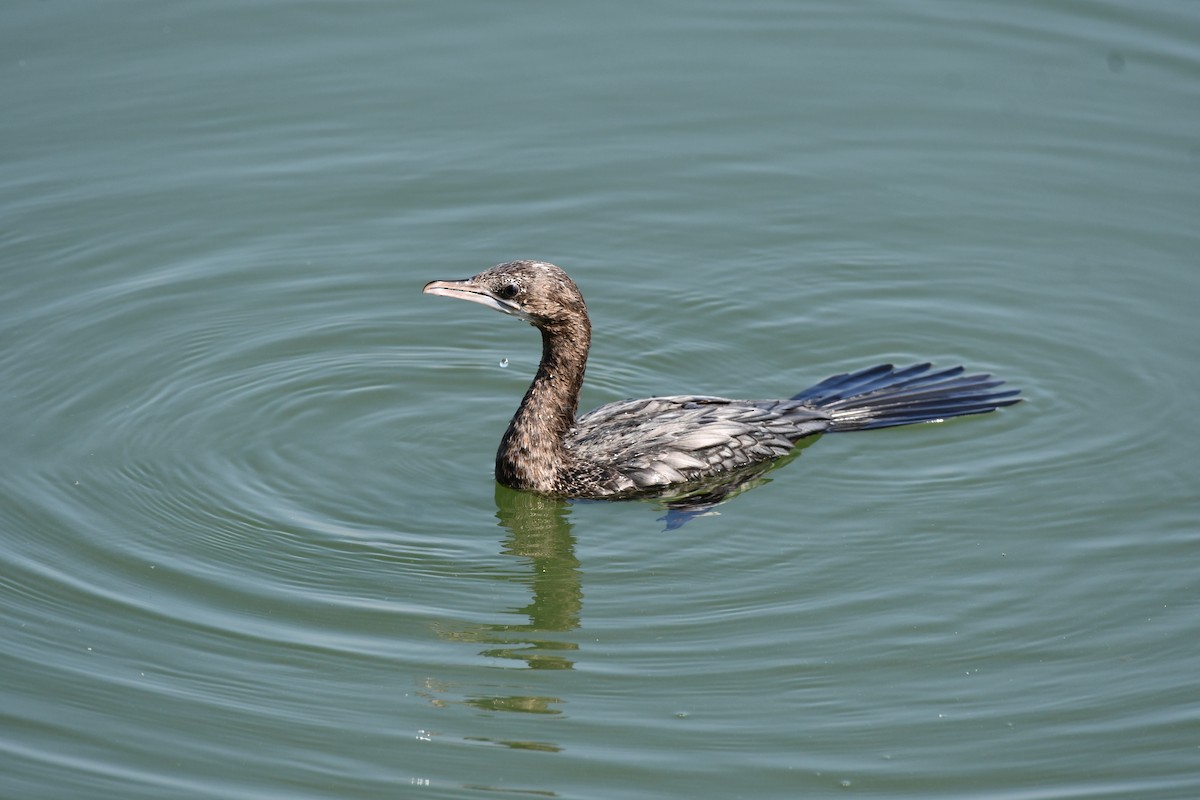 Little Cormorant - ML647748638