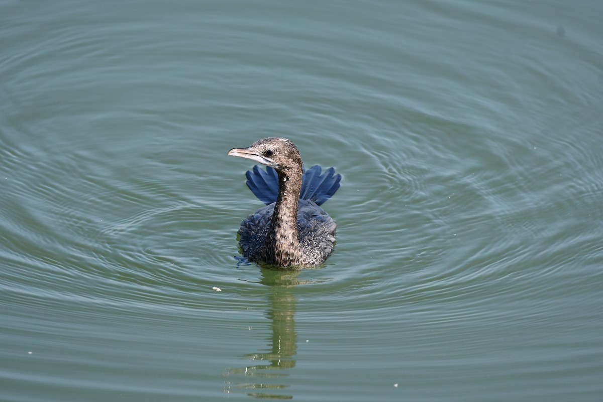 Cormorán de Java - ML647748648