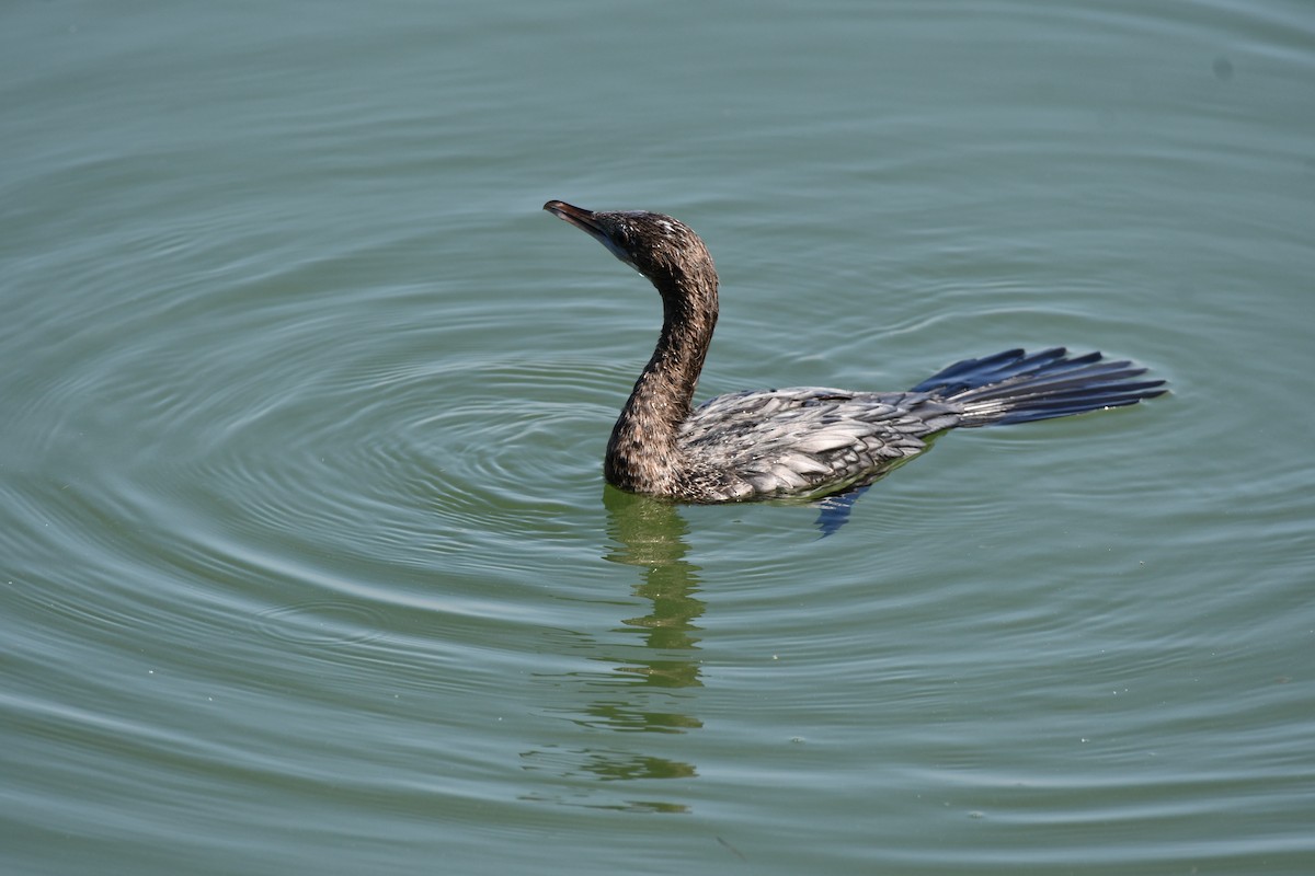 Cormorán de Java - ML647748649