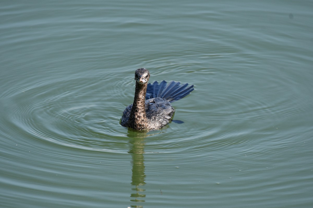 Cormorán de Java - ML647748650