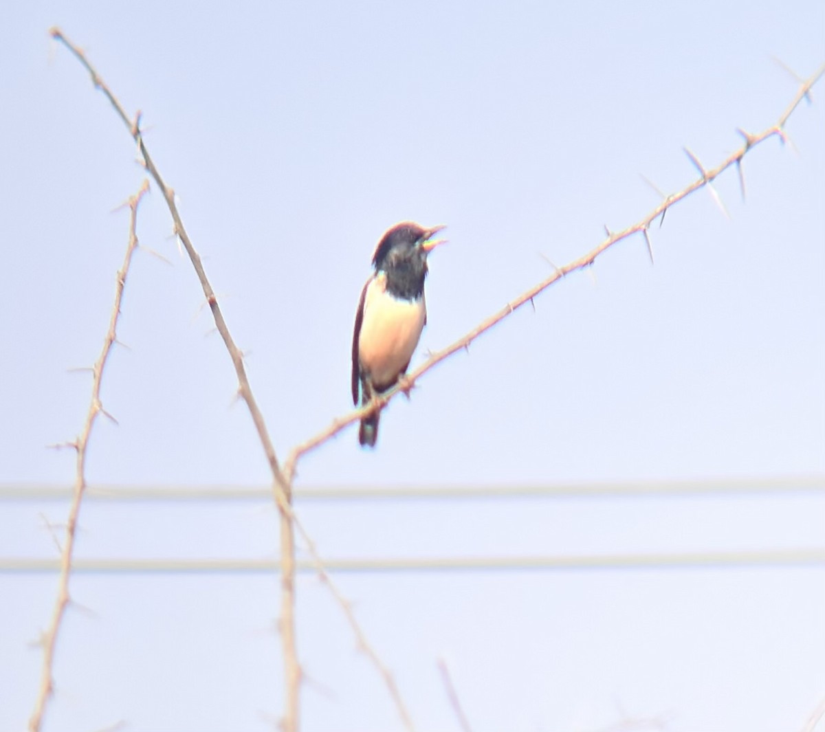 Rosy Starling - ML647748658