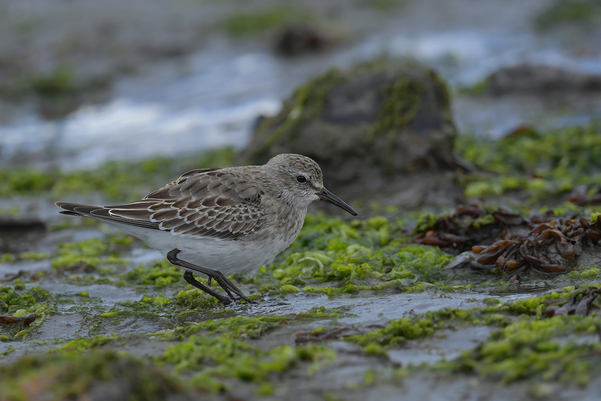 bonapartesnipe - ML647748664