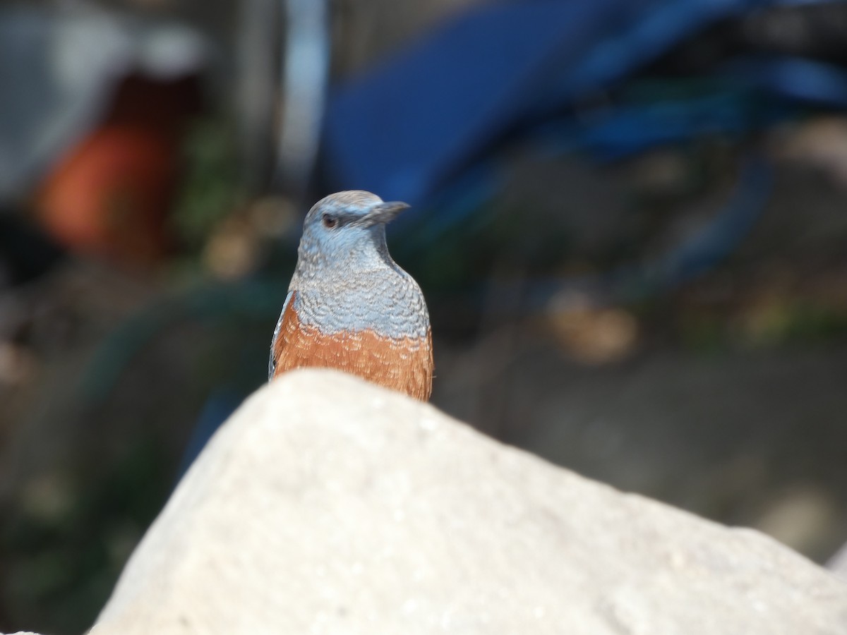 Blue Rock-Thrush - ML647748665