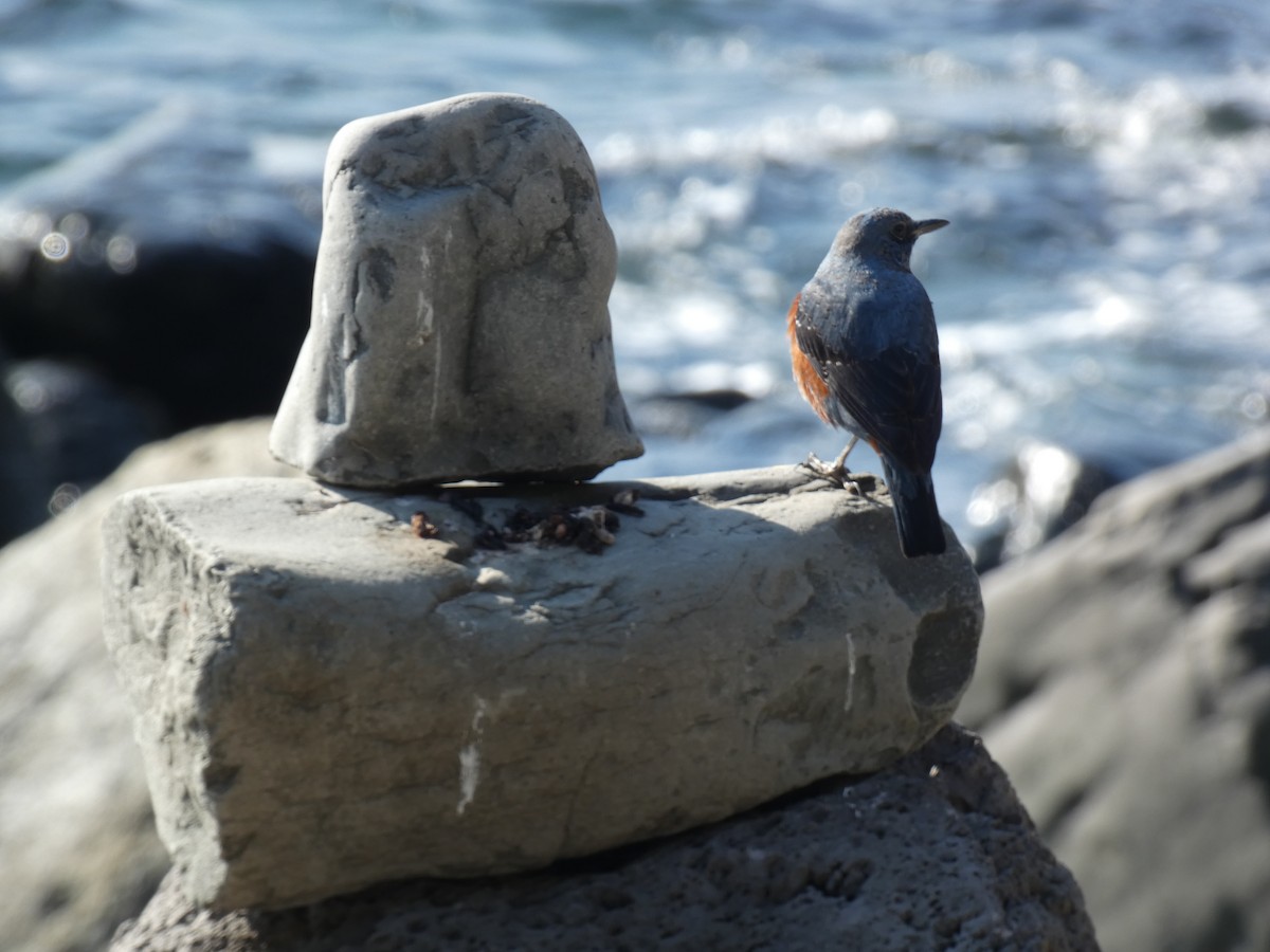 Blue Rock-Thrush - ML647748666