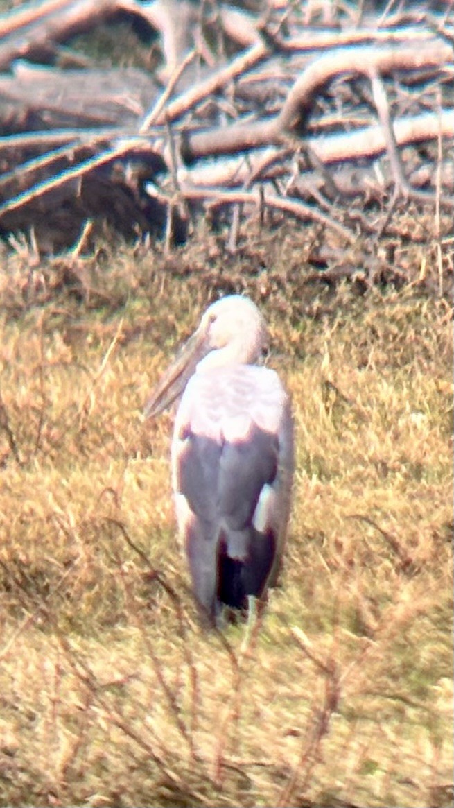 Asian Openbill - ML647748669