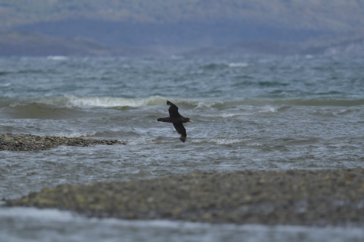 Southern Giant-Petrel - ML647748671