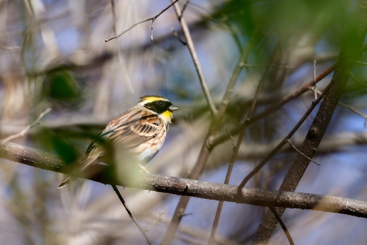 Yellow-throated Bunting - ML647748672