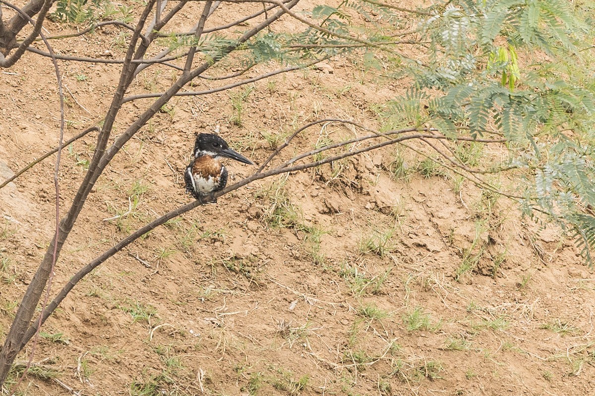 Giant Kingfisher - ML647748674
