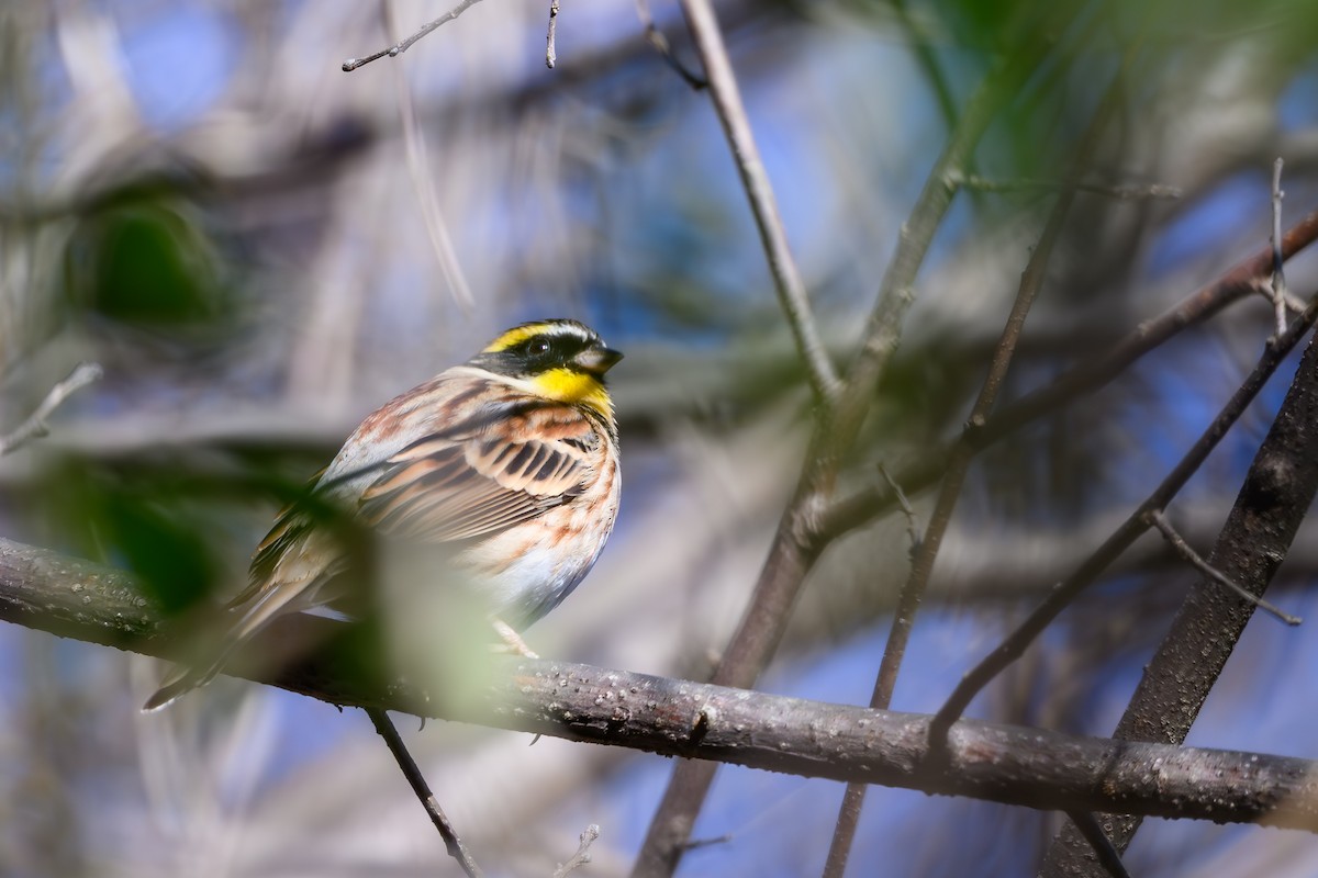 Yellow-throated Bunting - ML647748675