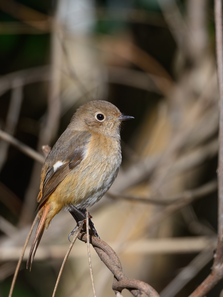 Daurian Redstart - ML647748676