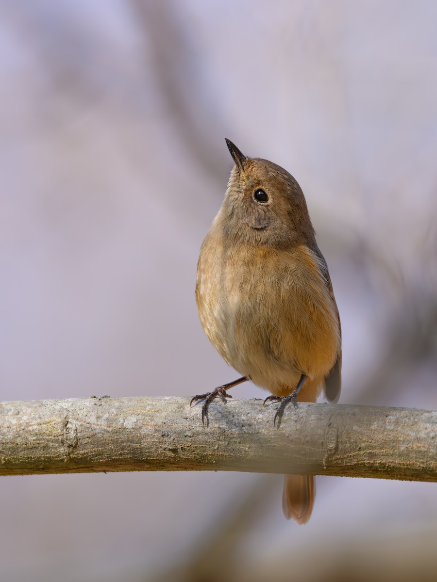 Daurian Redstart - ML647748677