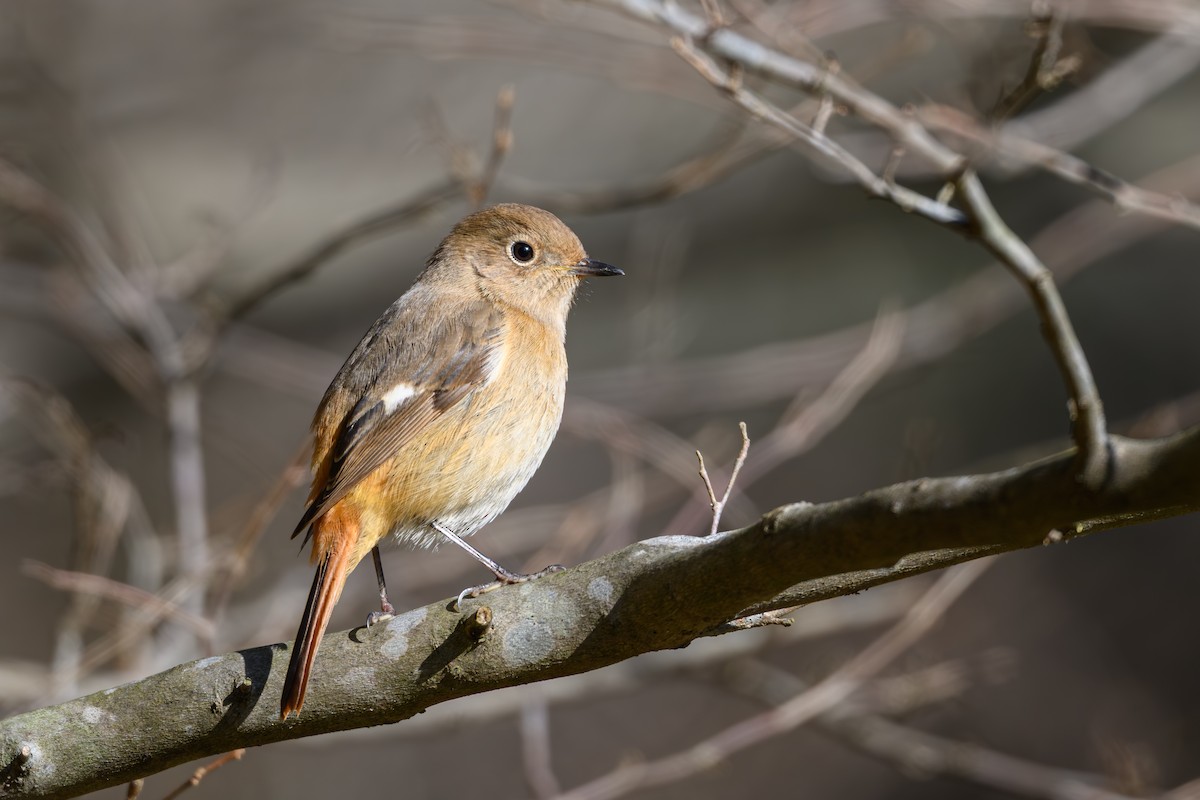 Daurian Redstart - ML647748678