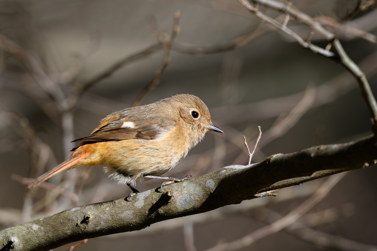 Daurian Redstart - ML647748679