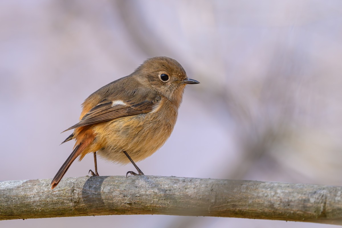 Daurian Redstart - ML647748680