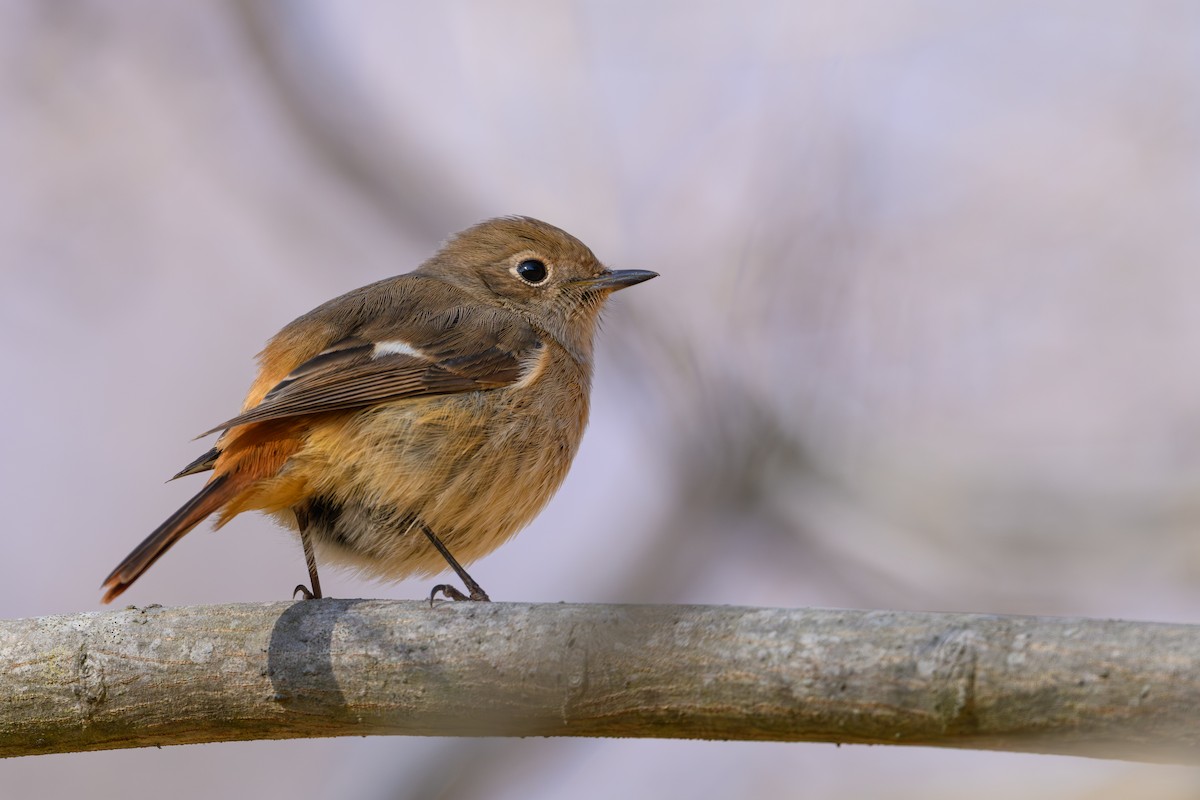 Daurian Redstart - ML647748682