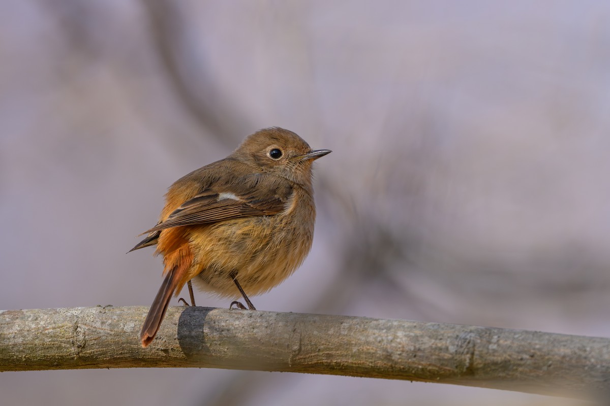 Daurian Redstart - ML647748683