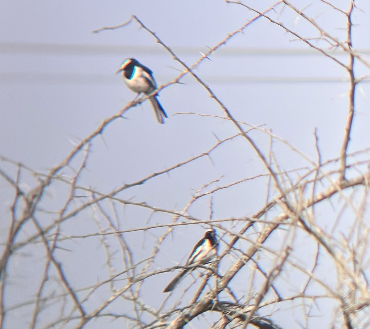 White-browed Wagtail - ML647748684