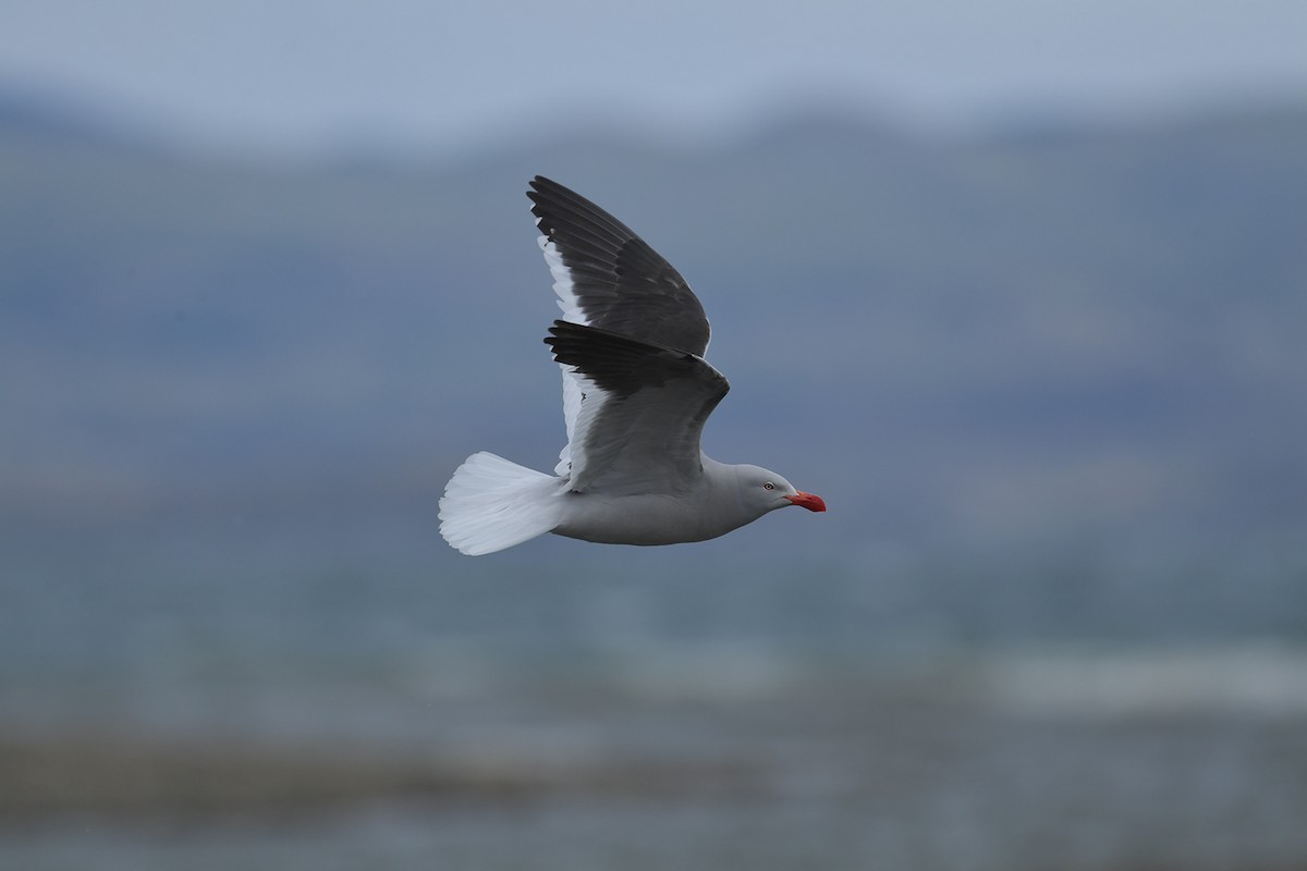 Dolphin Gull - ML647748685