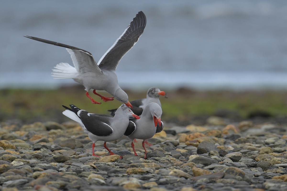 Dolphin Gull - ML647748687