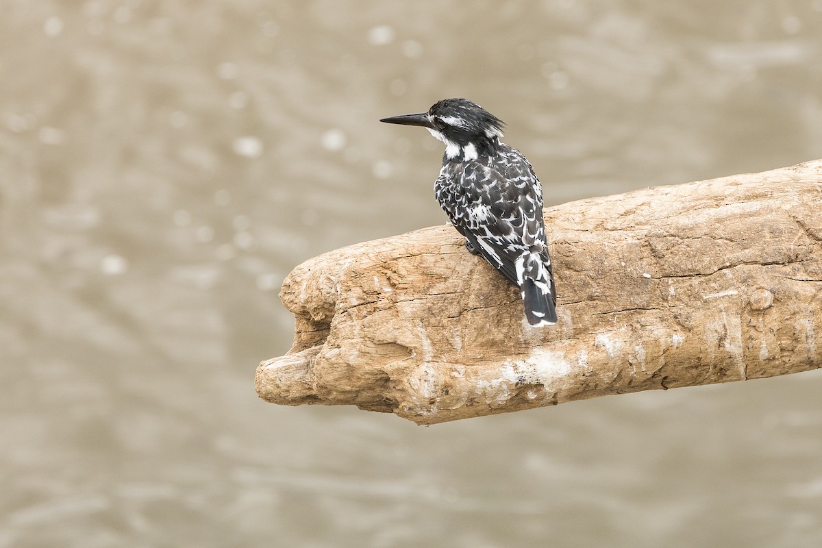 Pied Kingfisher - ML647748689