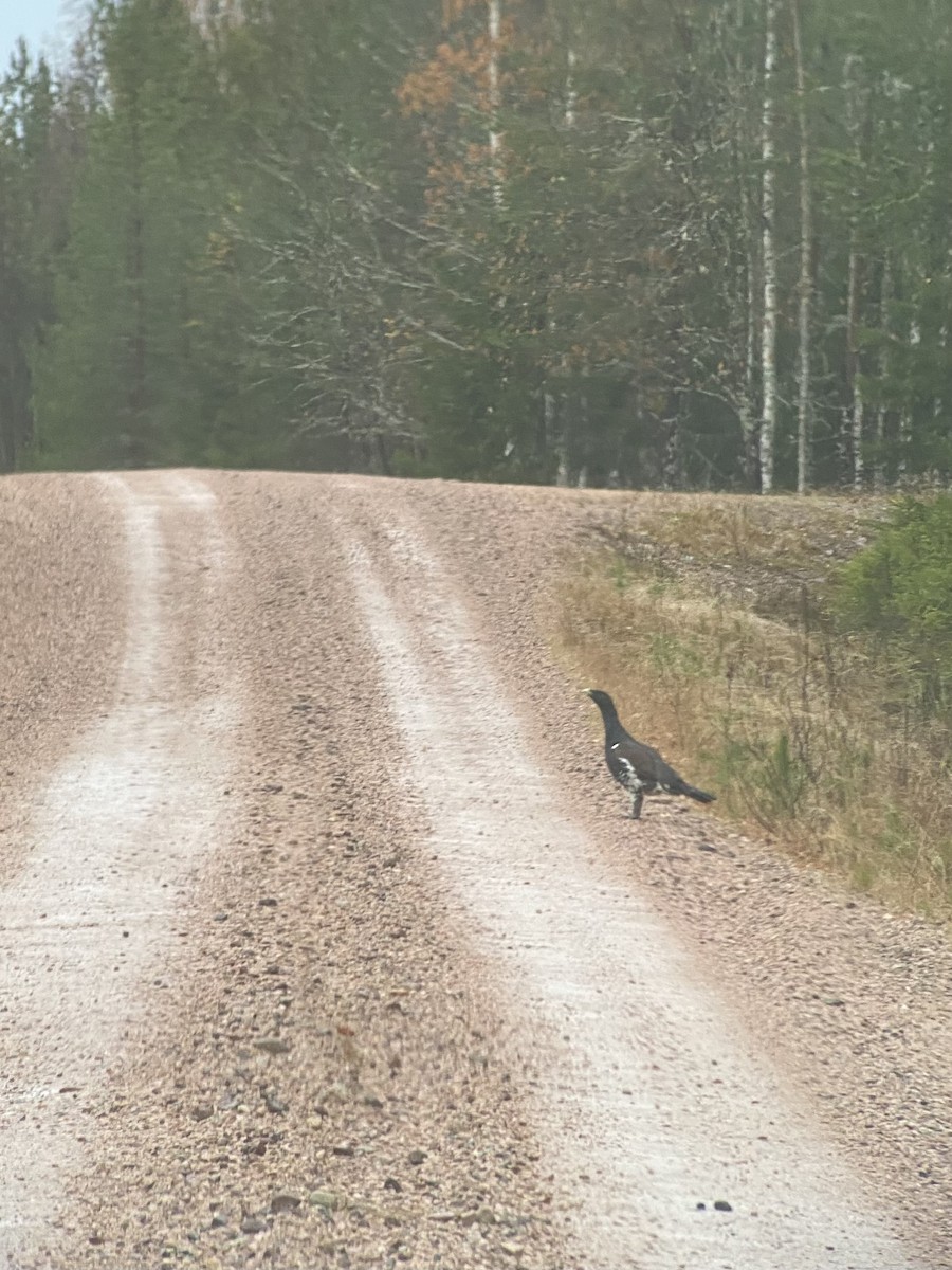 Western Capercaillie - ML647748690