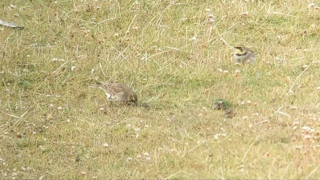 Жайворонок рогатий - ML647748705