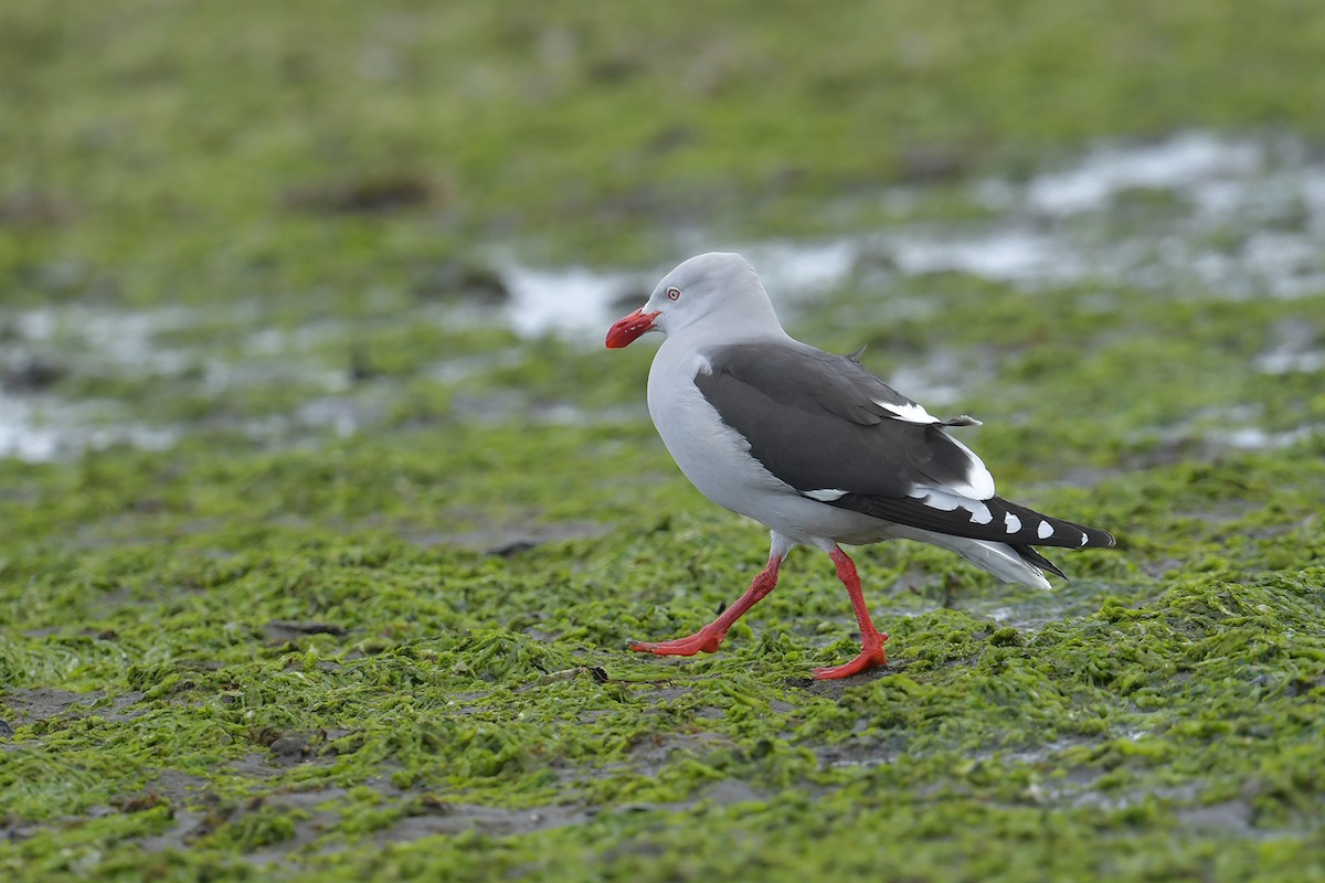 Dolphin Gull - ML647748713