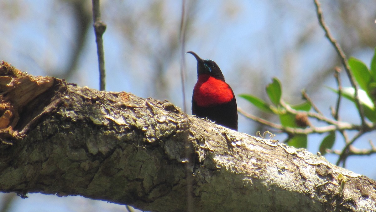 Suimanga Pechiescarlata - ML647748739