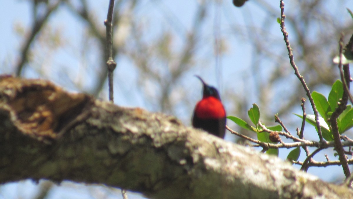 Suimanga Pechiescarlata - ML647748742