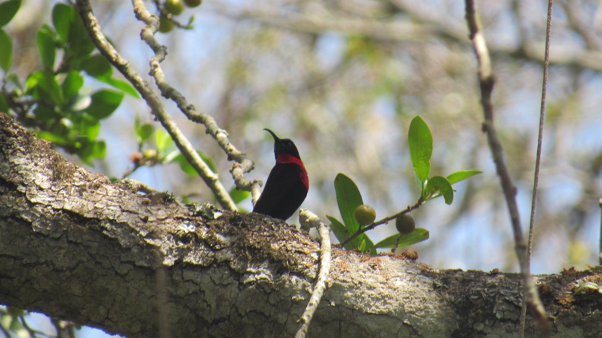 Suimanga Pechiescarlata - ML647748743