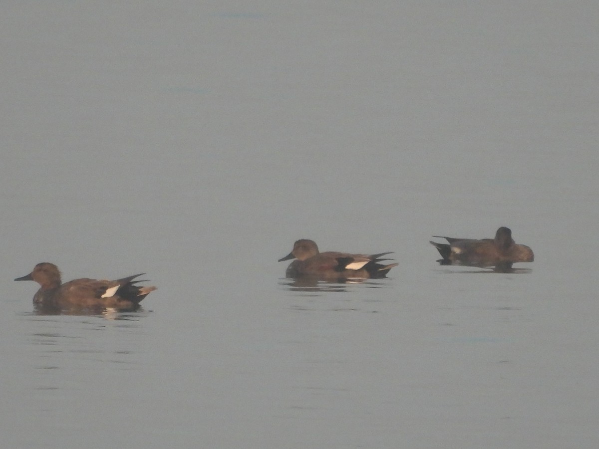 Ánade Friso - ML647748752