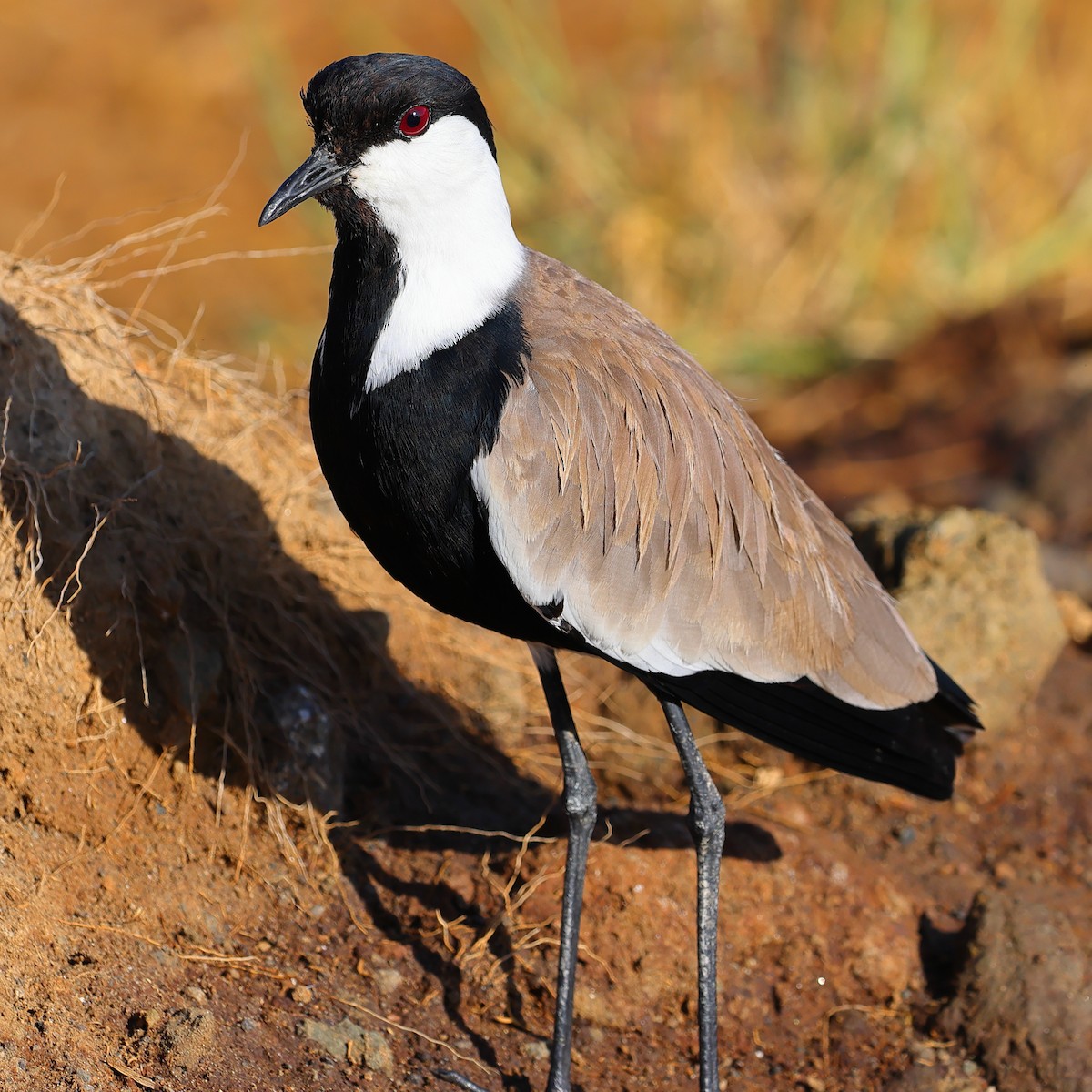 Avefría Armada - ML647748753