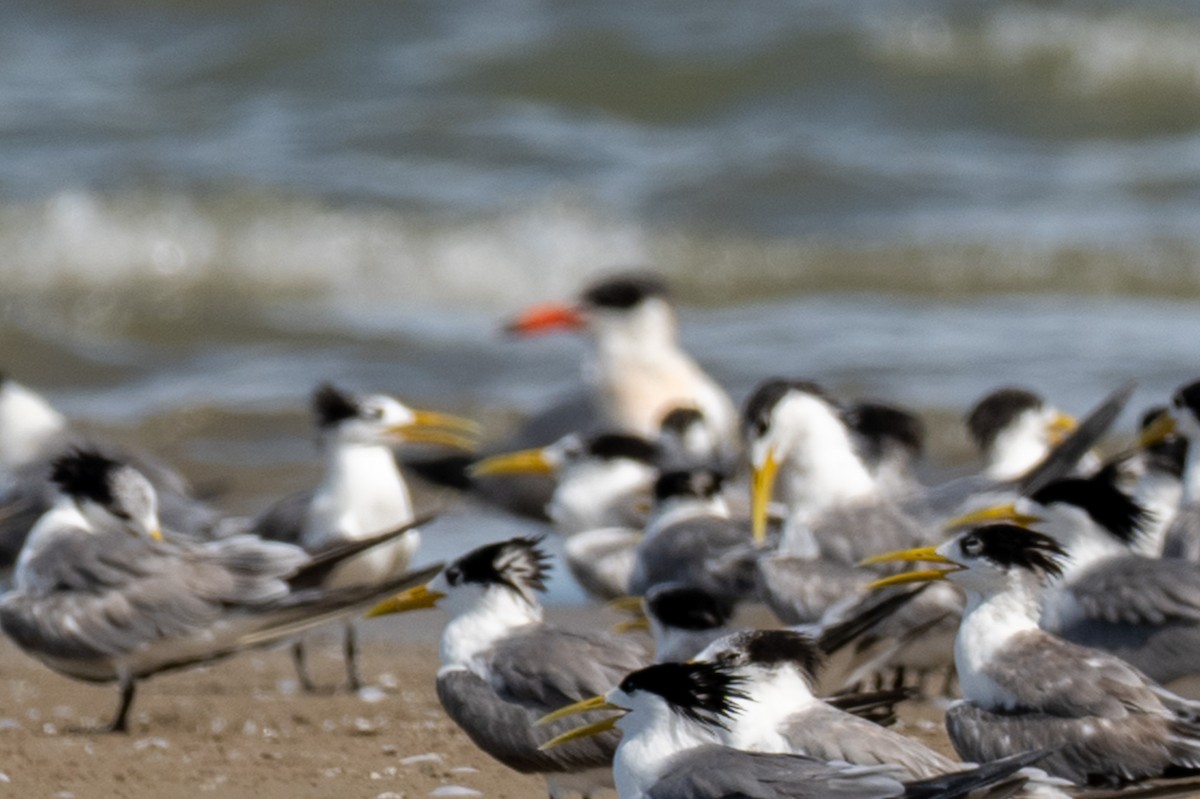 Pagaza Piquirroja - ML647748754