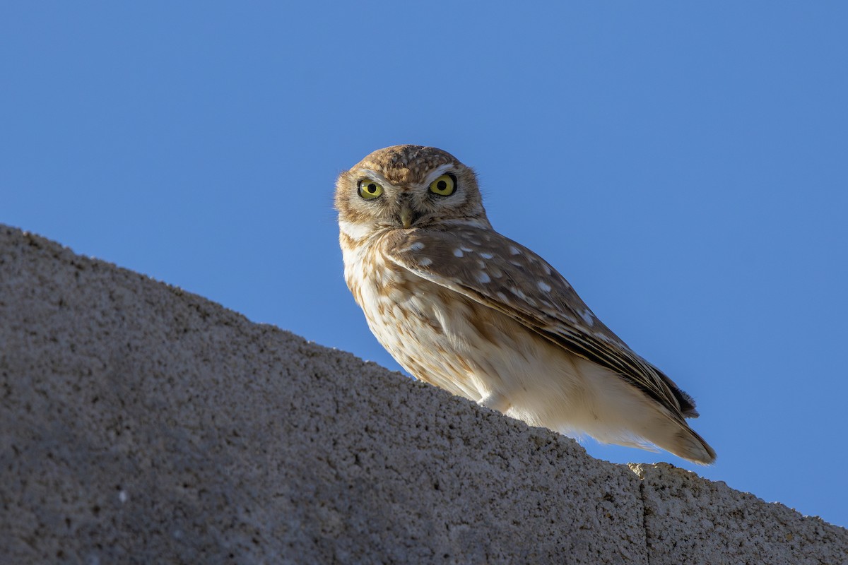 Mochuelo Europeo - ML647748756