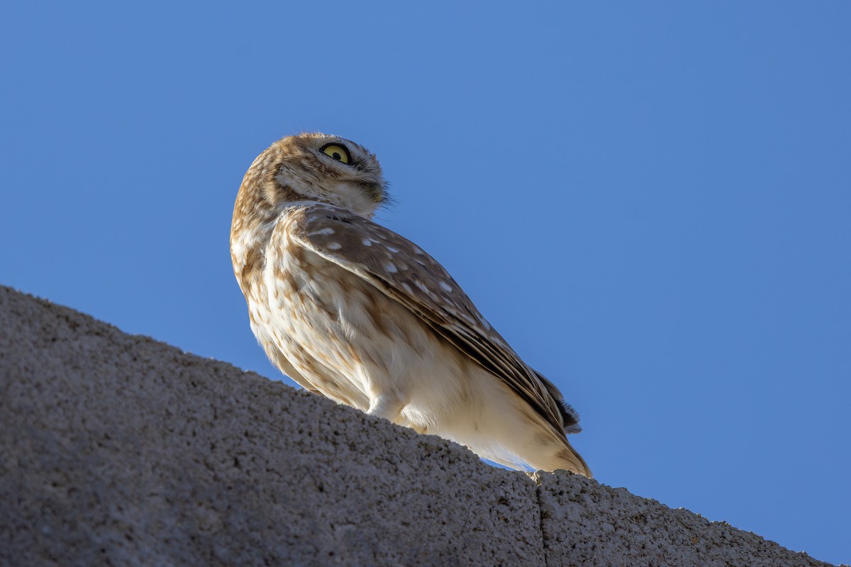 Mochuelo Europeo - ML647748757