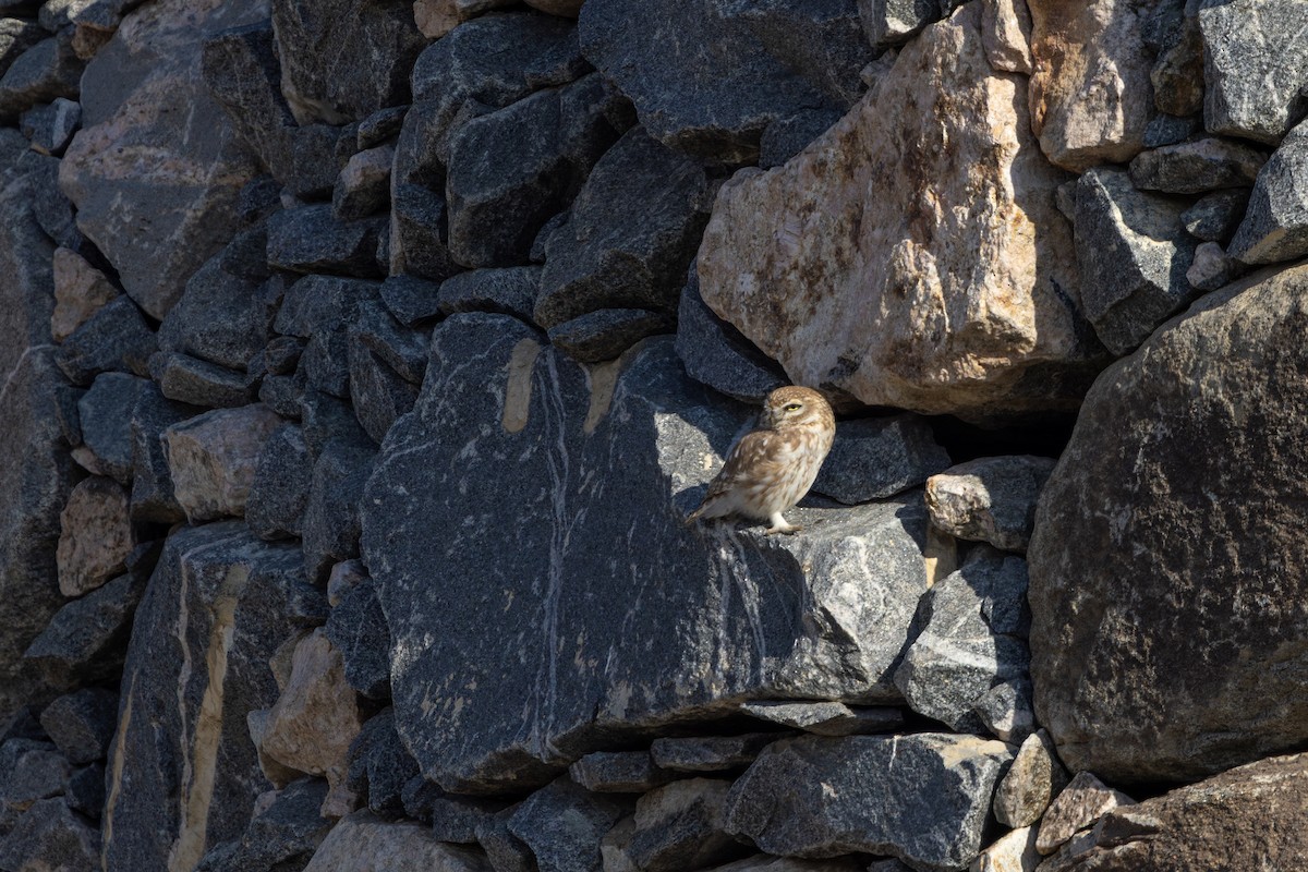 Mochuelo Europeo - ML647748758